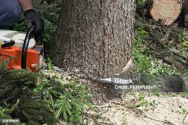 How Our Tree Care Process Works  in Little Round Lake, WI